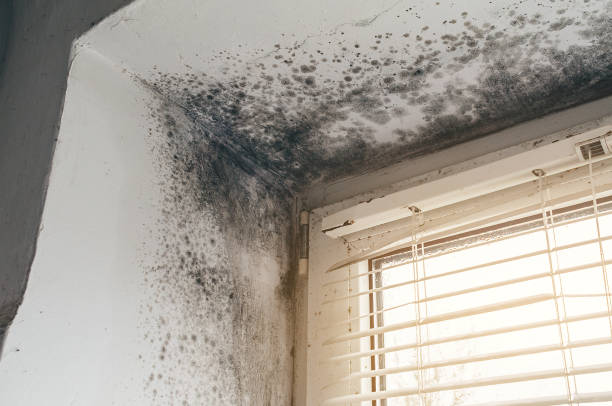 Affordable Crawl Space Mold Removal solutions in Penfield, PA